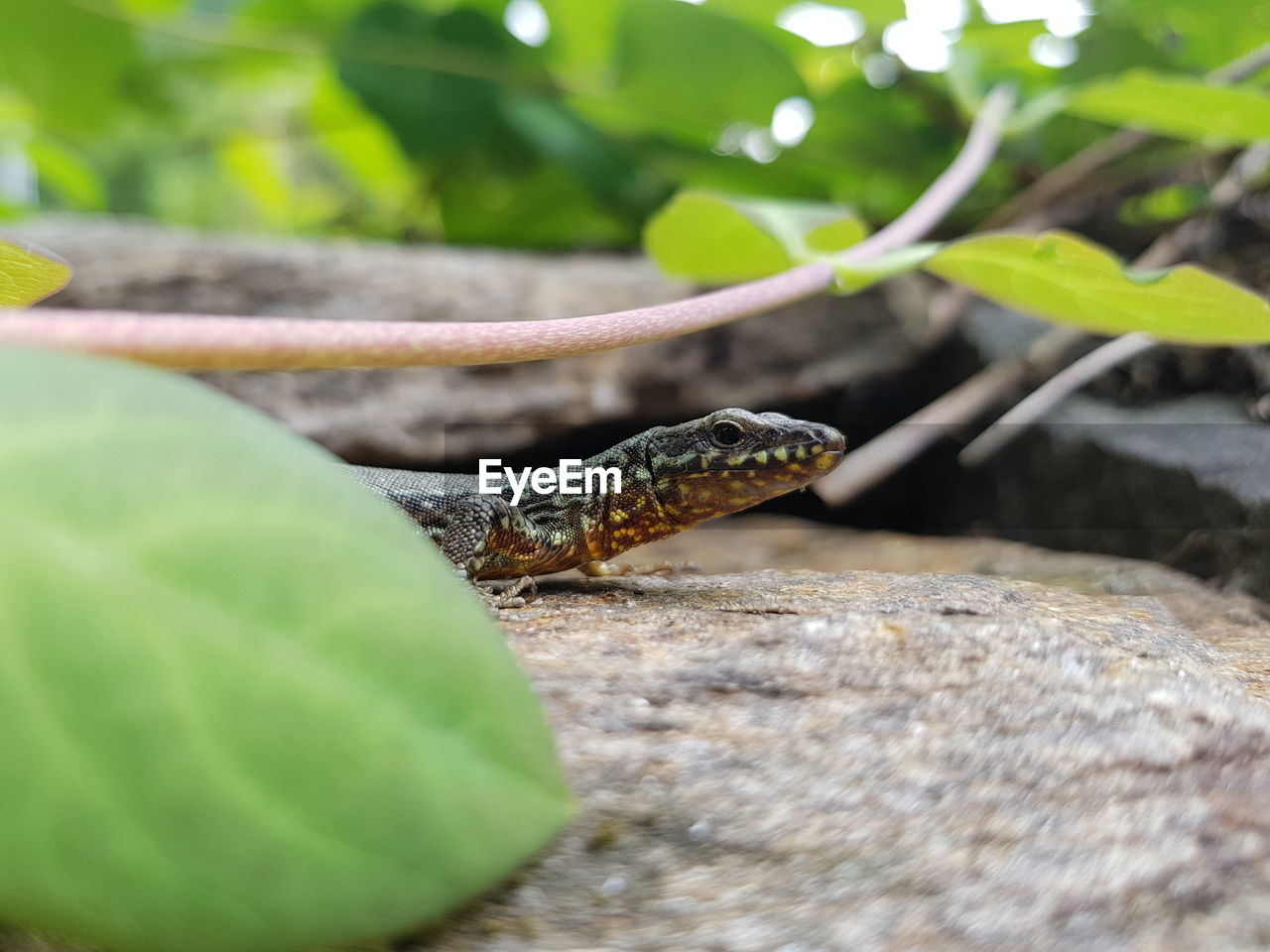 CLOSE-UP OF LIZARD ON LEAF