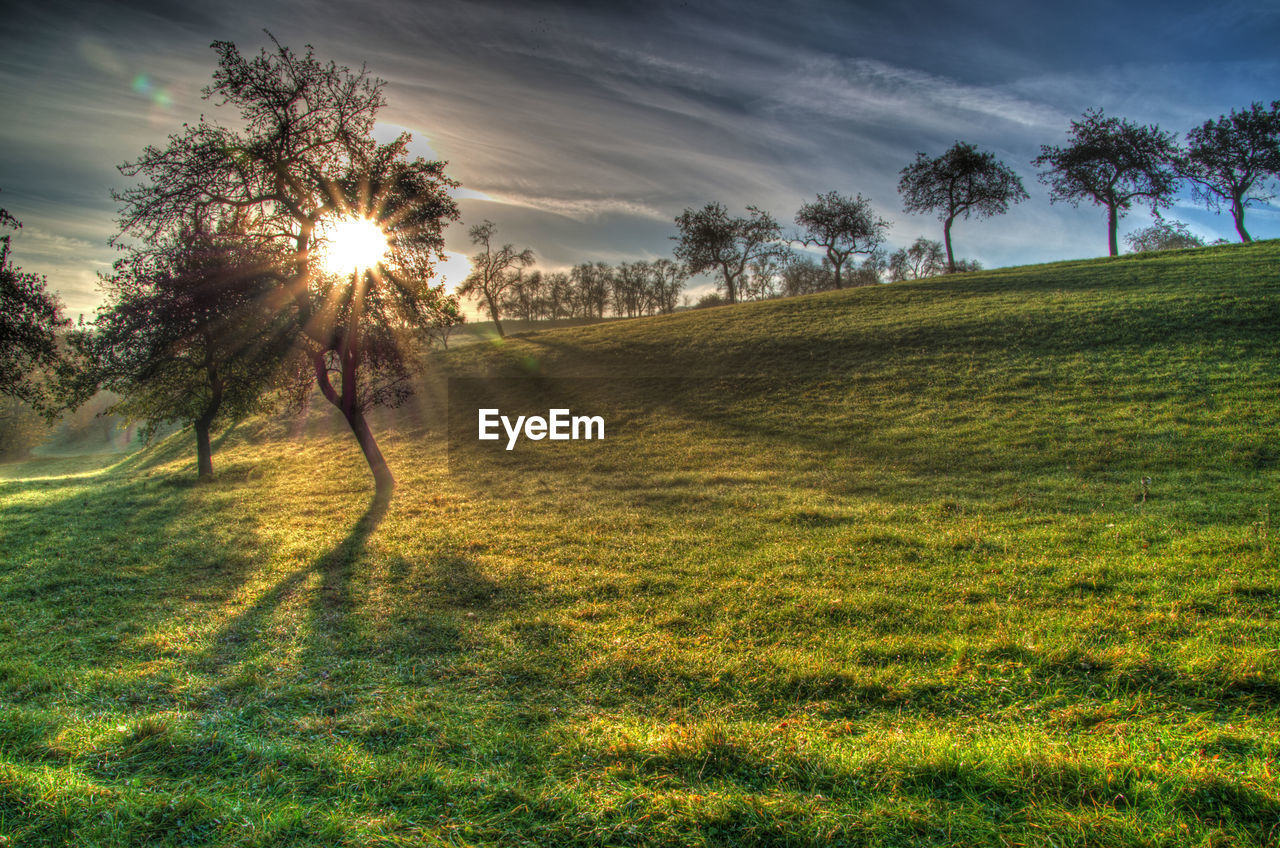 Scenic view of grassy landscape during sunset