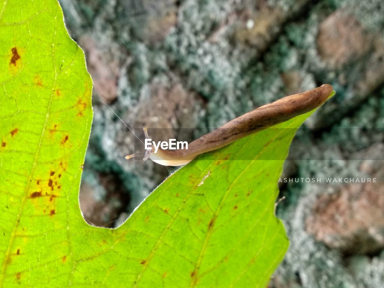 CLOSE-UP OF GREEN INSECT ON LEAF