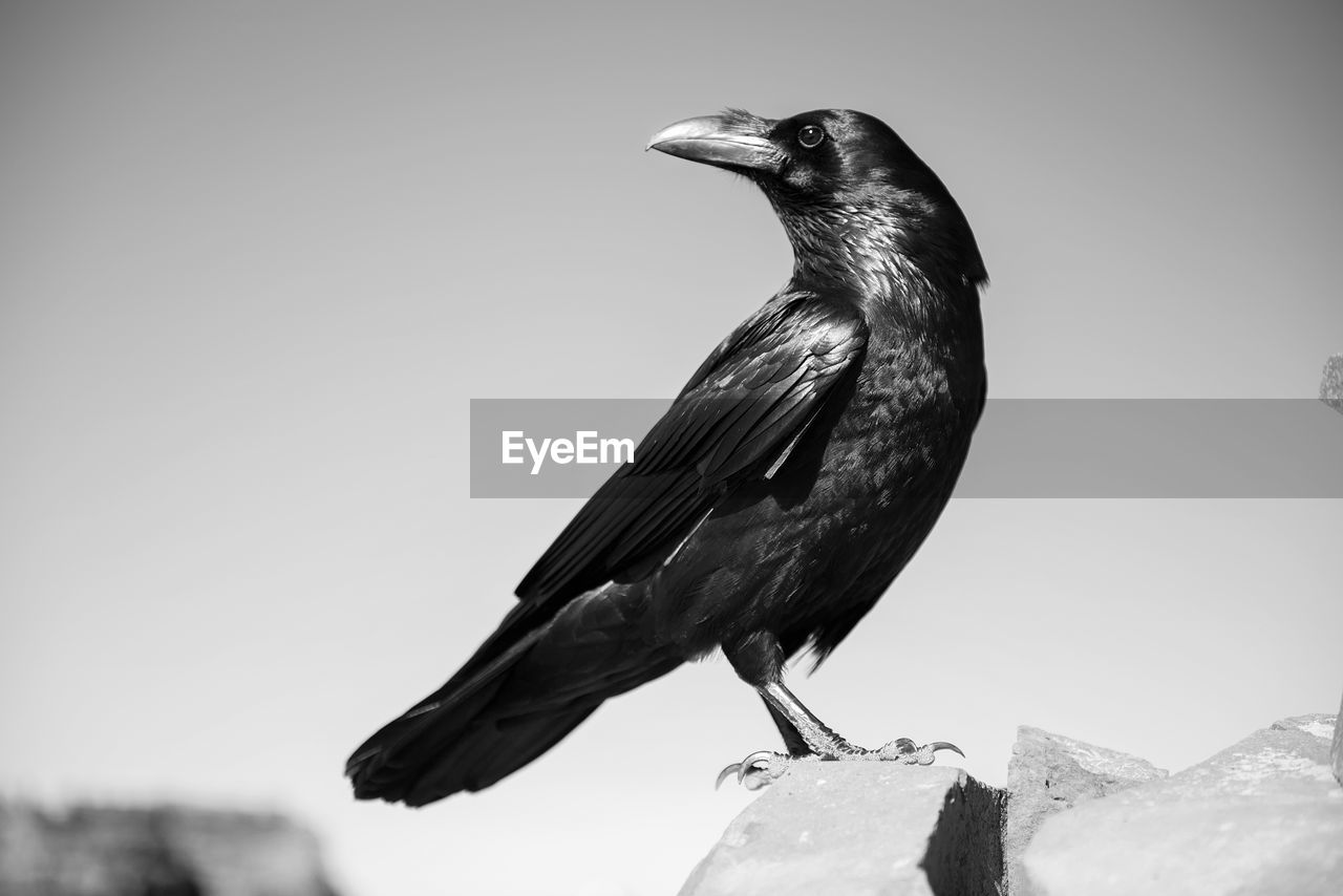 Close-up of crow perching on rock against sky 