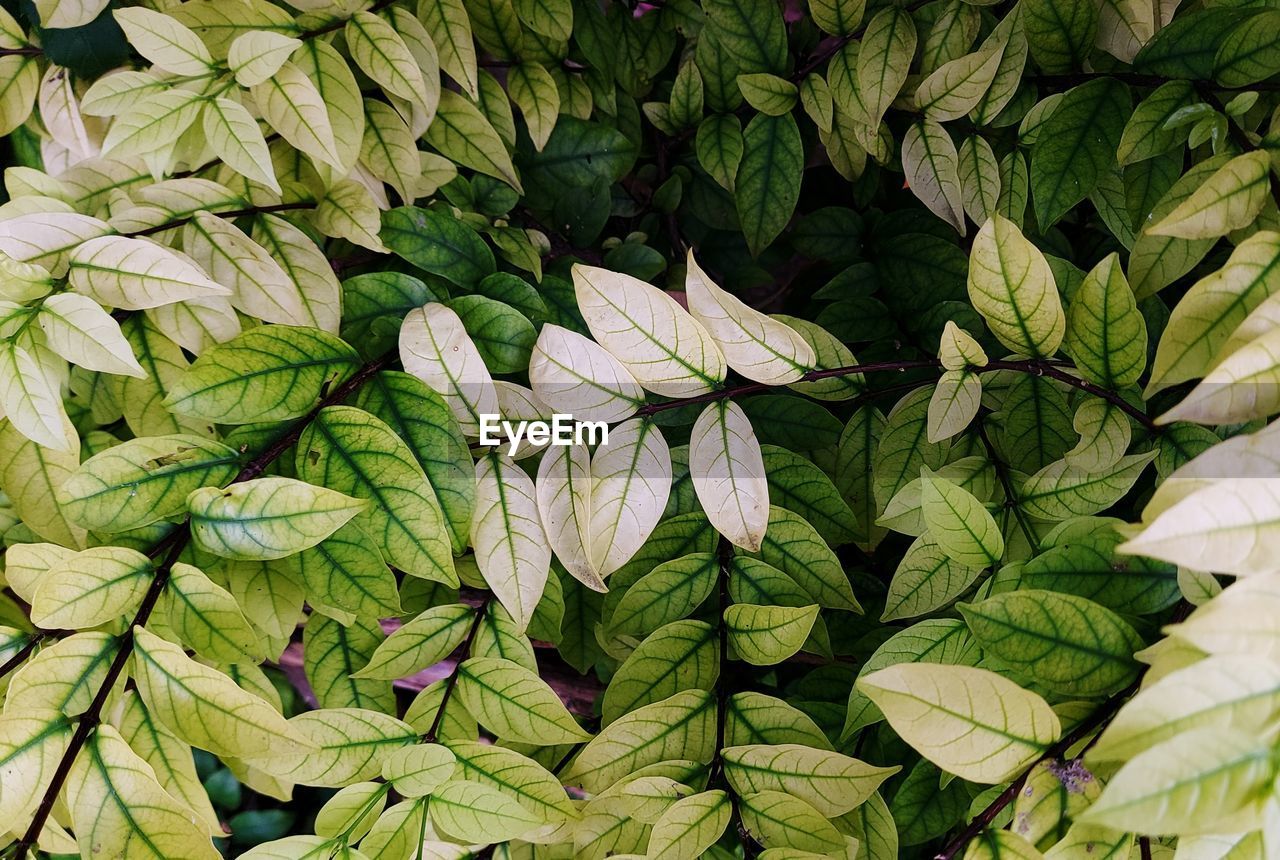 FULL FRAME SHOT OF FRESH GREEN LEAVES WITH FLOWERING PLANT