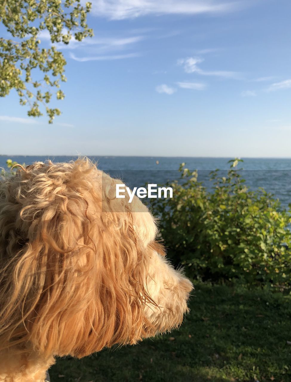 DOG ON BEACH AGAINST SKY