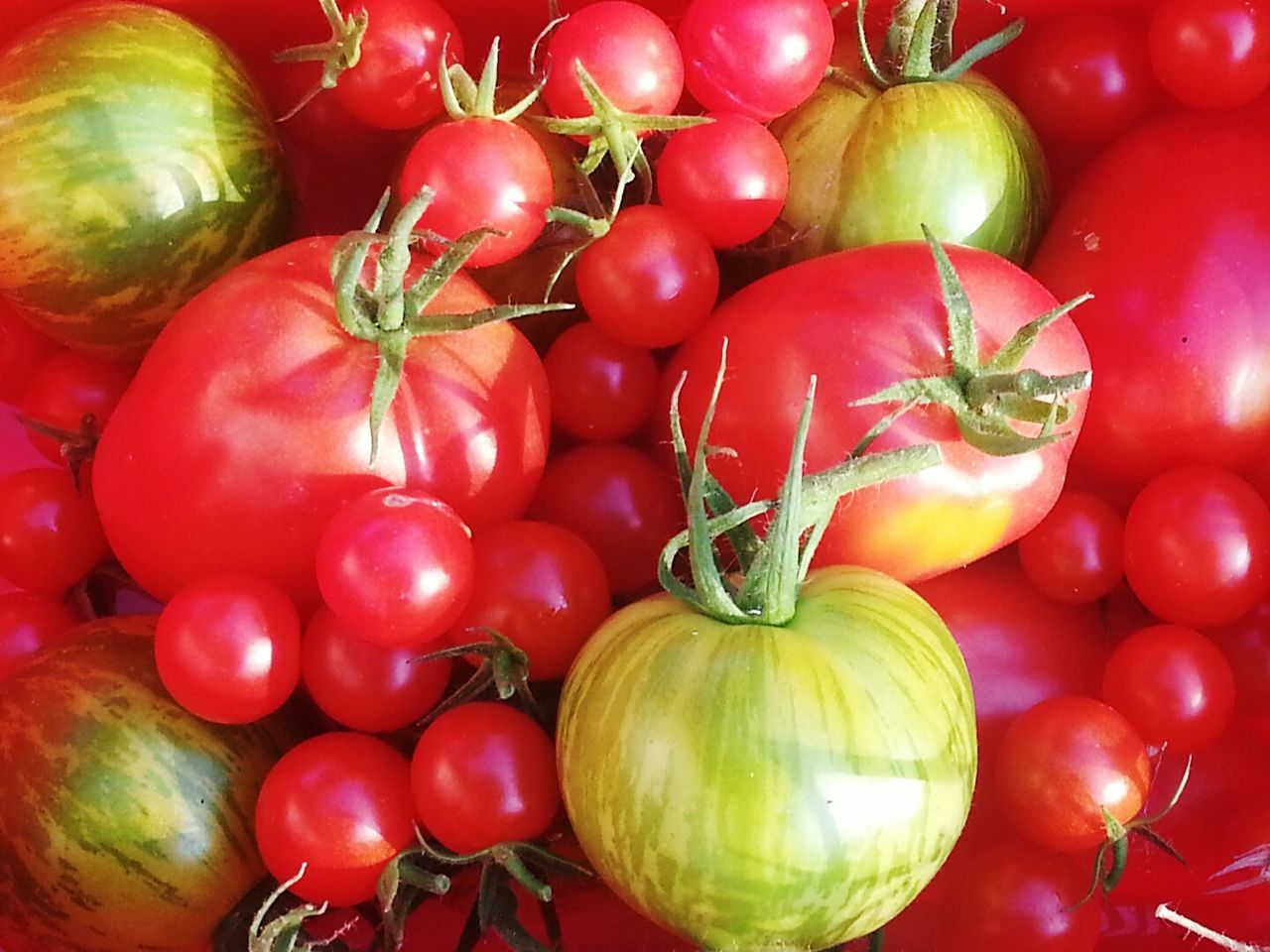 CLOSE-UP OF TOMATOES IN CONTAINER