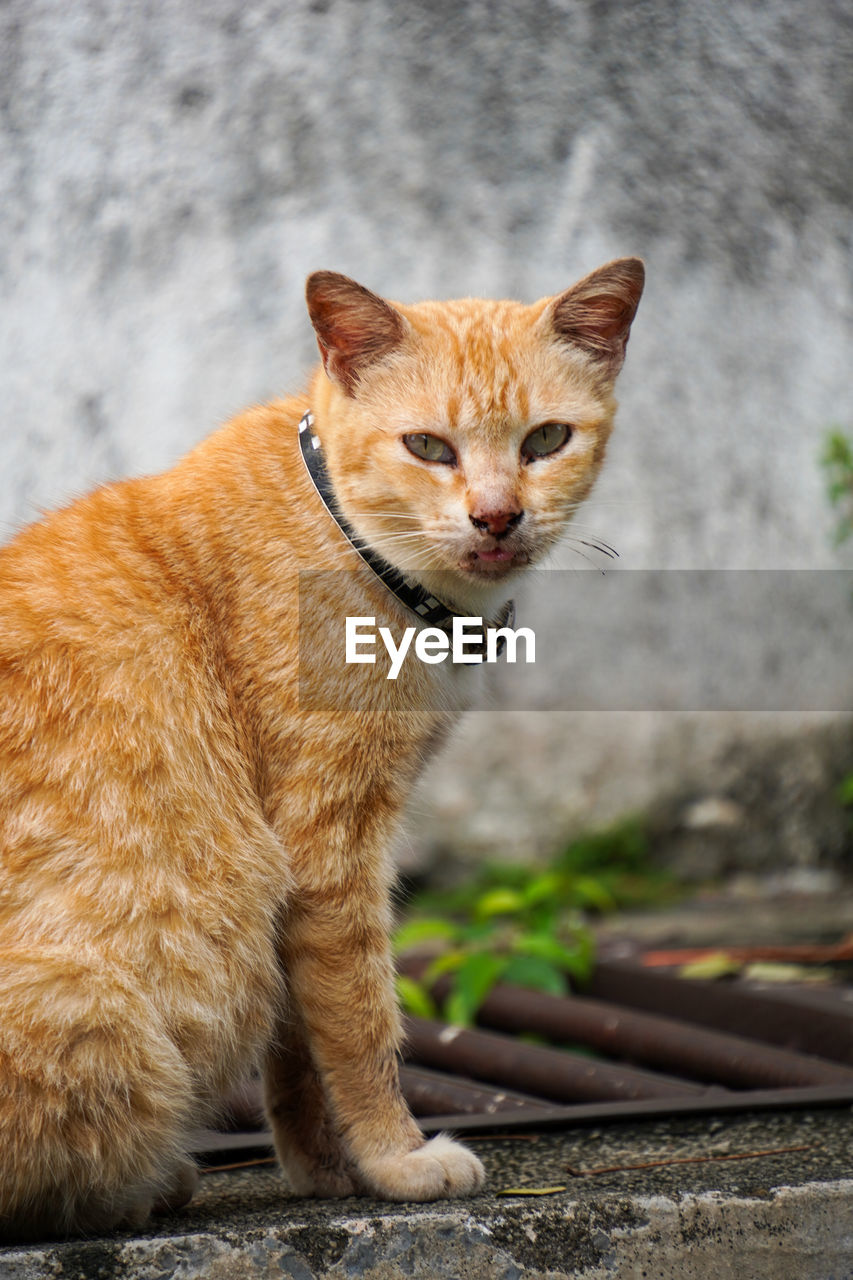 cat, animal, animal themes, mammal, pet, one animal, whiskers, domestic animals, small to medium-sized cats, feline, felidae, domestic cat, wild cat, no people, portrait, wildlife, tabby cat, sitting, looking at camera, focus on foreground, looking, day, outdoors
