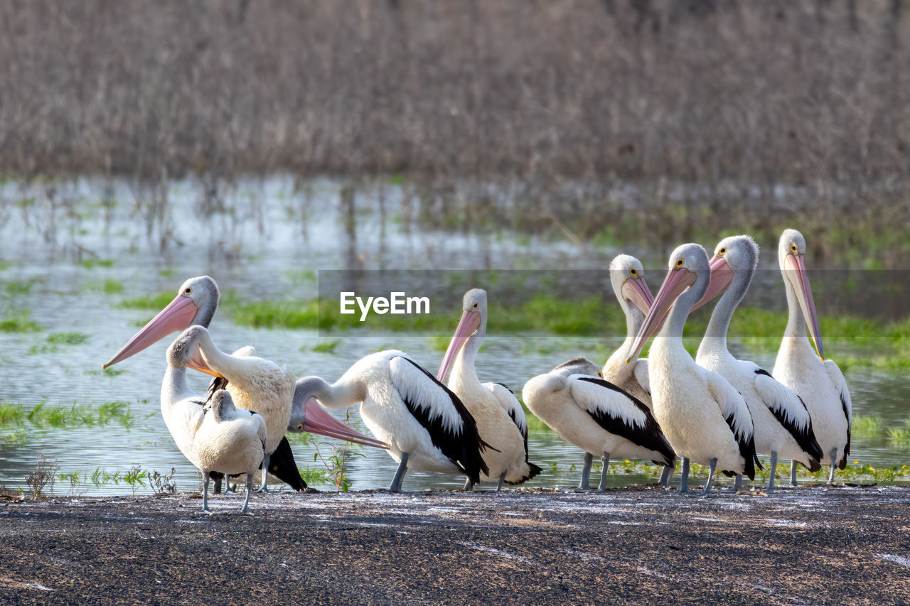 Flock of pelicans on lakeshore