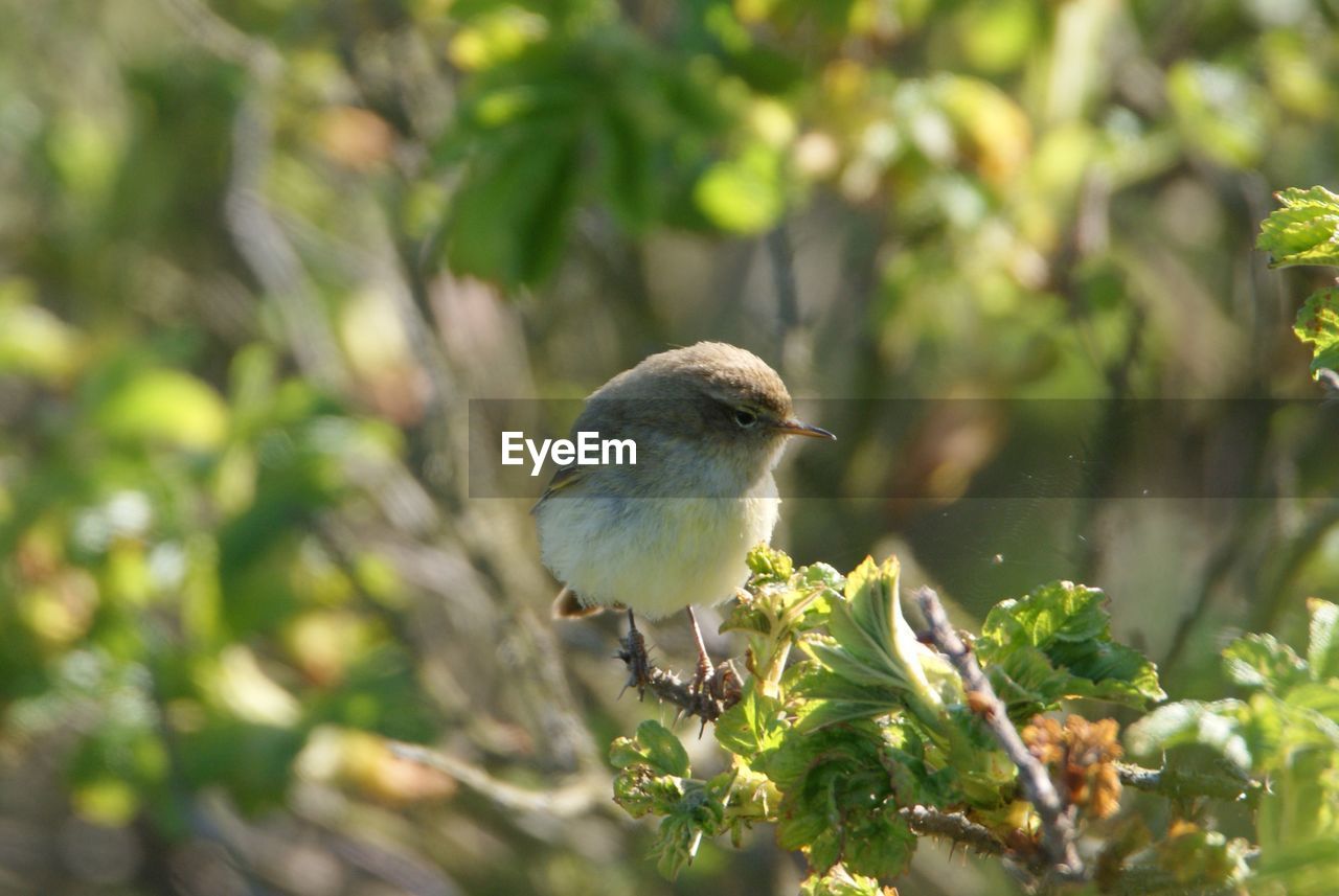 BIRD PERCHING ON A BRANCH