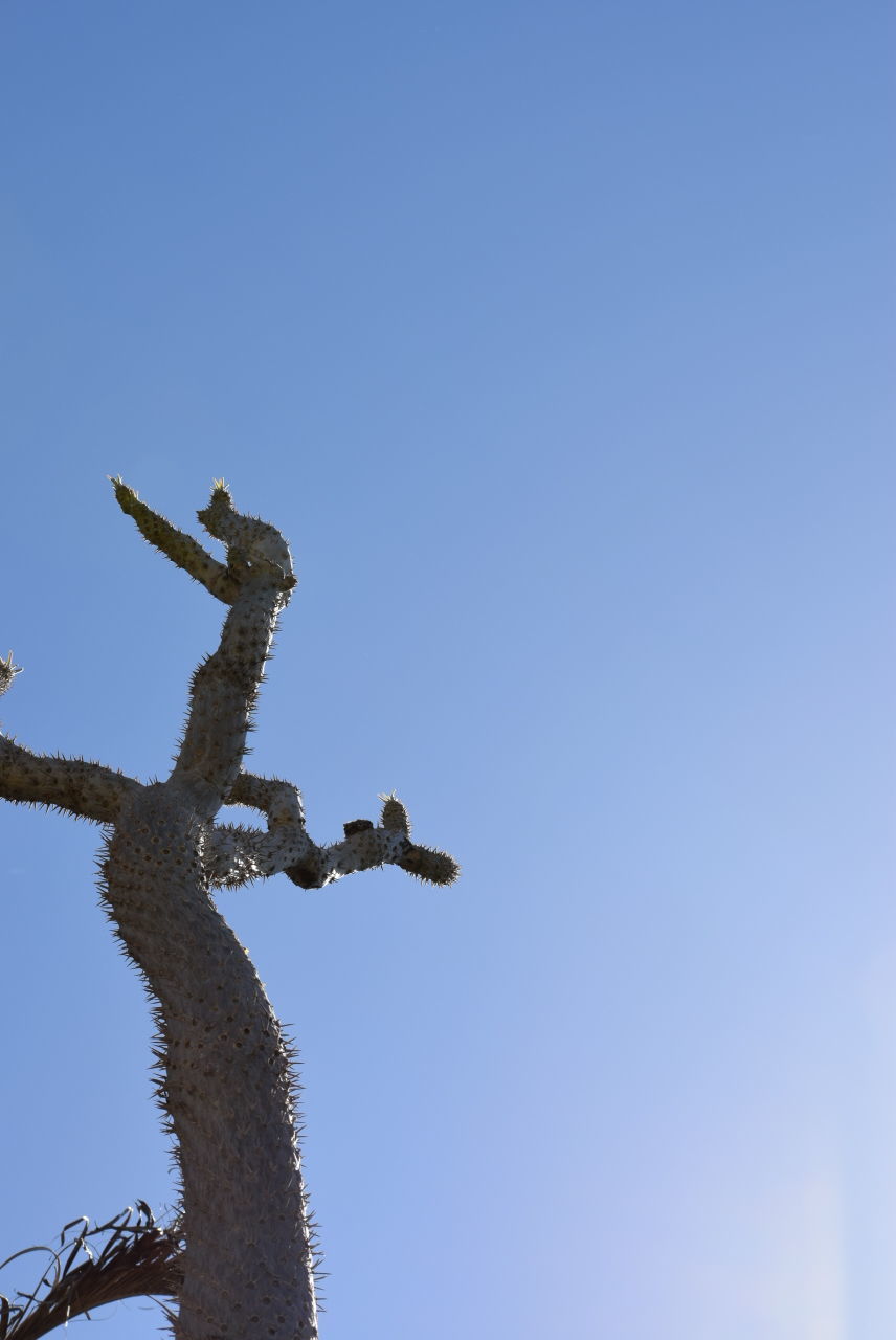 LOW ANGLE VIEW OF CLEAR SKY