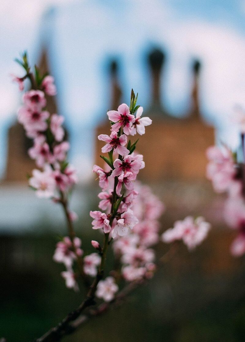 CLOSE-UP OF PINK FLOWERS BLOOMING