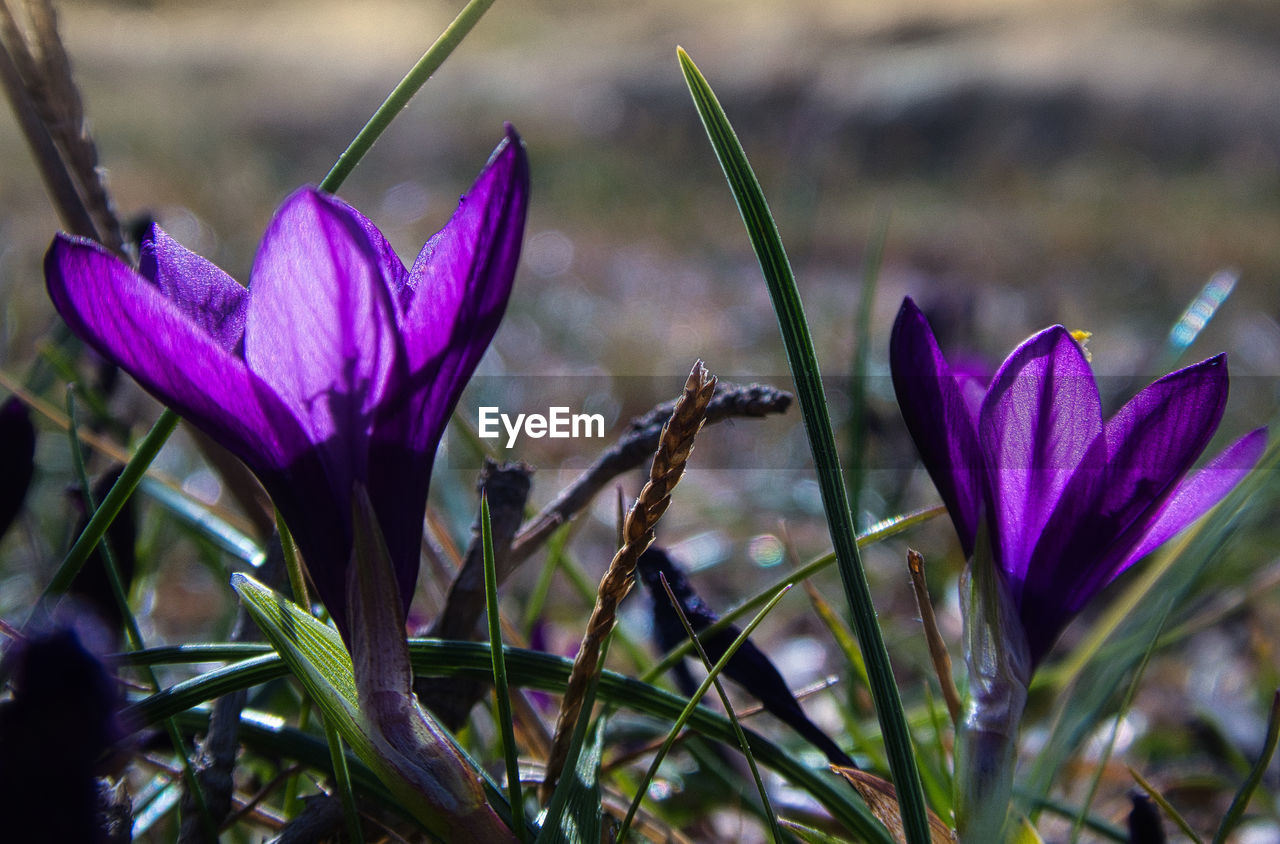 Close-up of purple crocus flowers on field