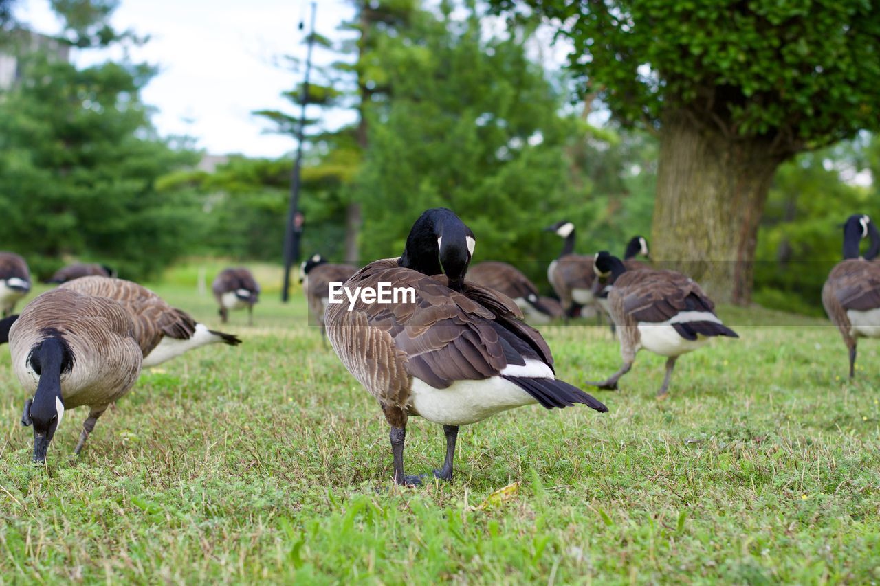 PIGEONS ON FIELD