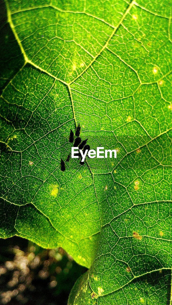 CLOSE-UP OF GREEN INSECT ON LEAF