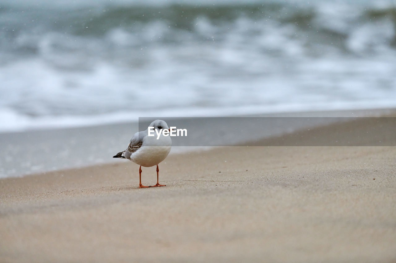 Gull walking along seaside. black-headed seagull standing alone on beach. chroicocephalus ridibundus