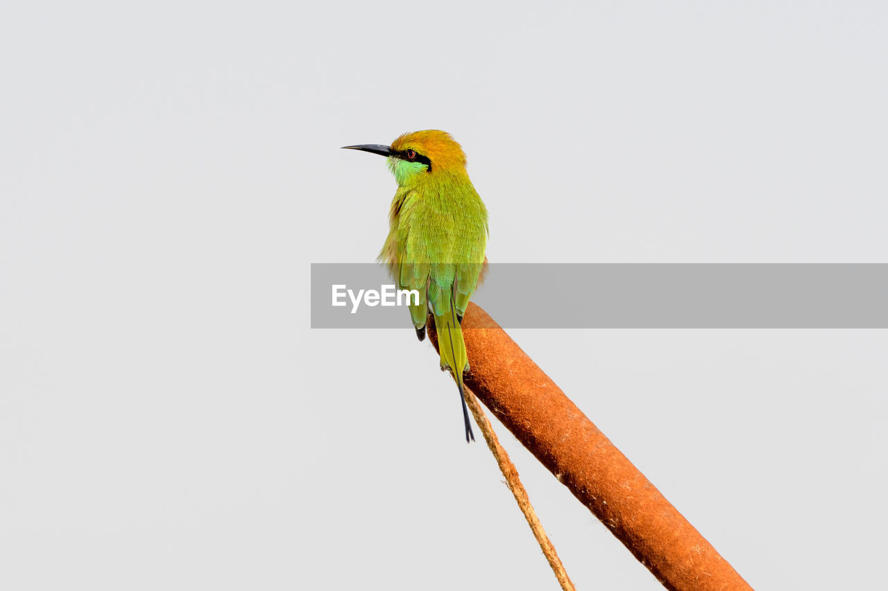 Bird perching on plant against clear sky