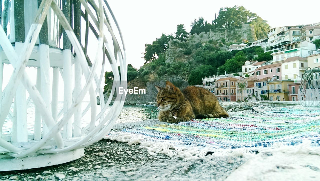 Cat resting on picnic blanket at lakeshore