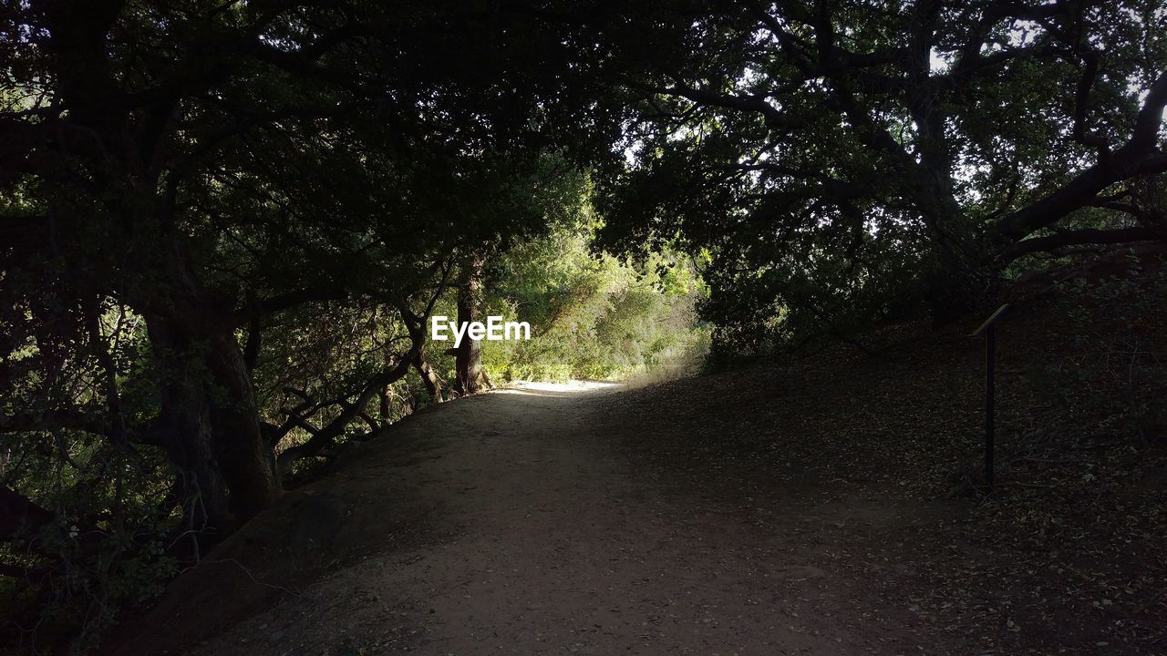 Narrow pathway along trees