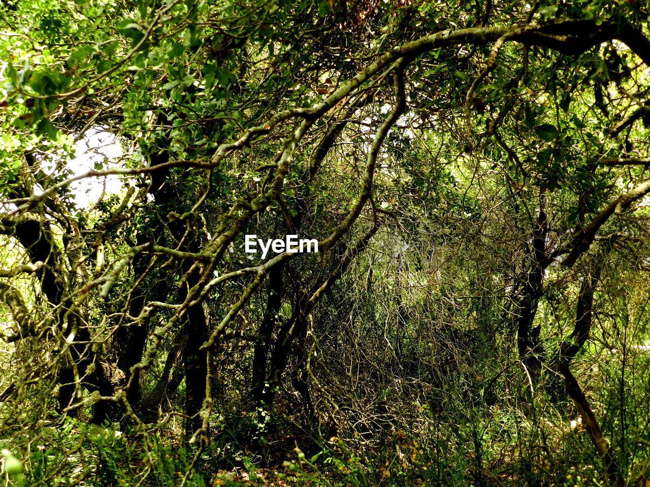 VIEW OF TREES IN FOREST