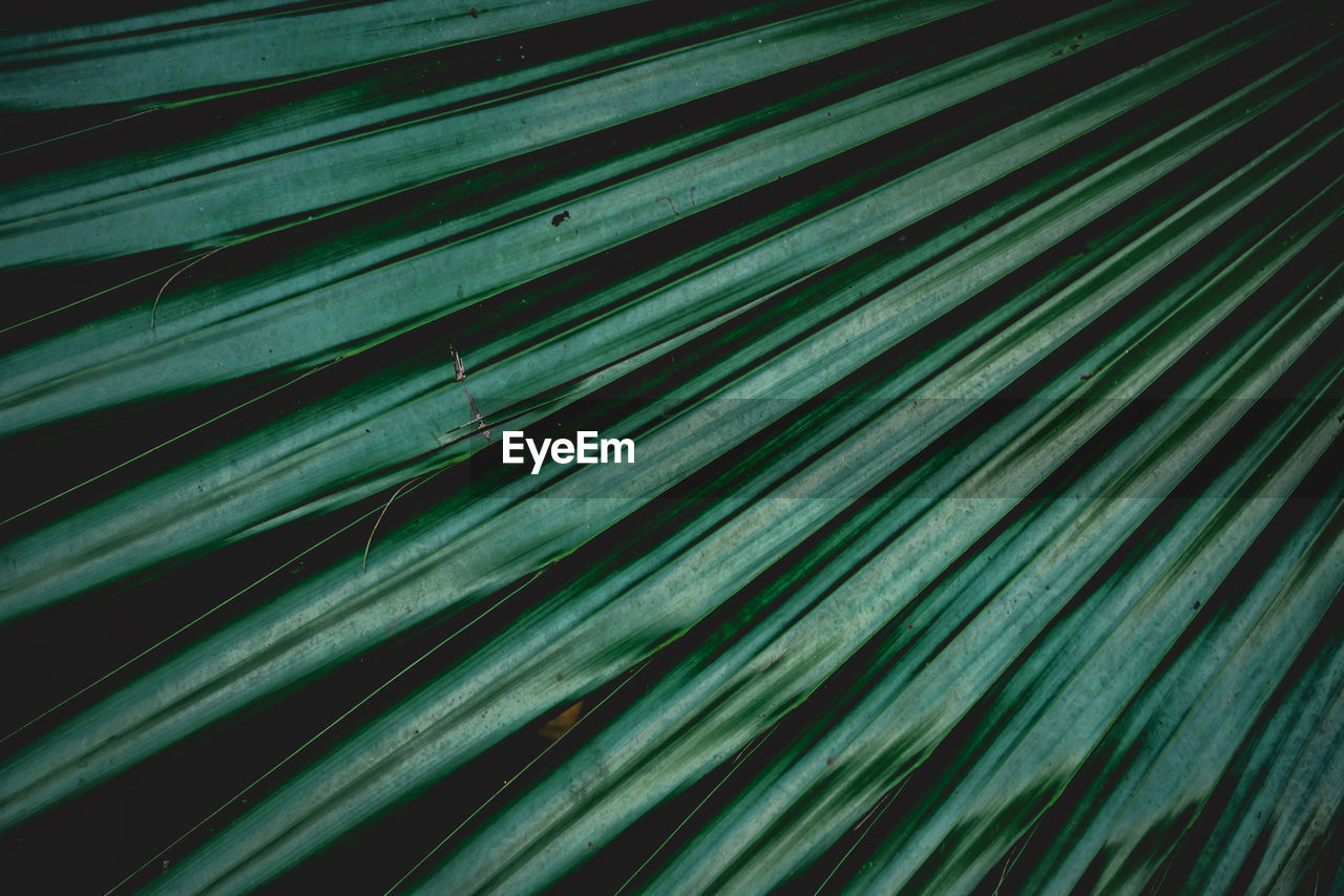 Full frame shot of palm leaf