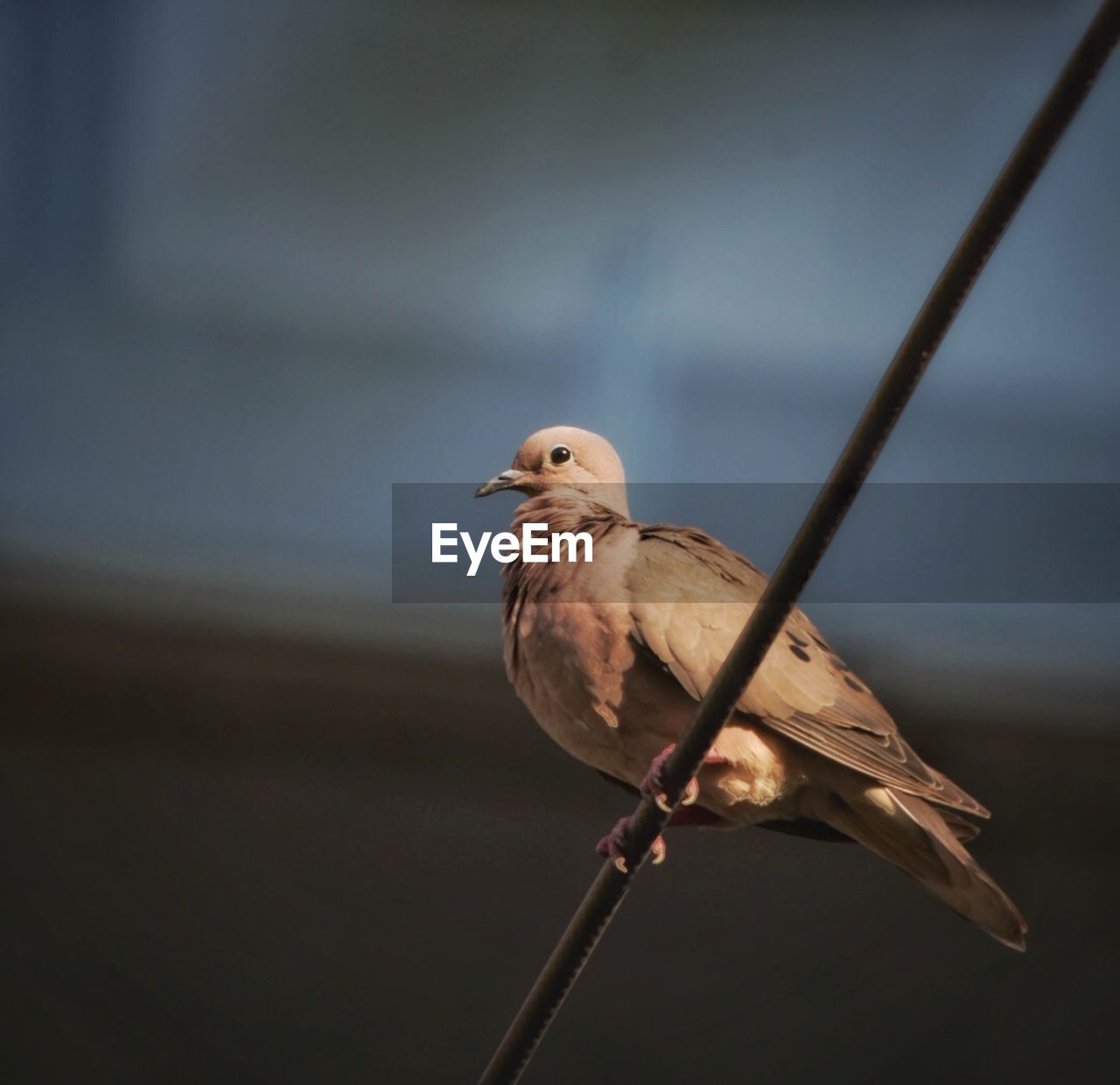 Bird perching on twig