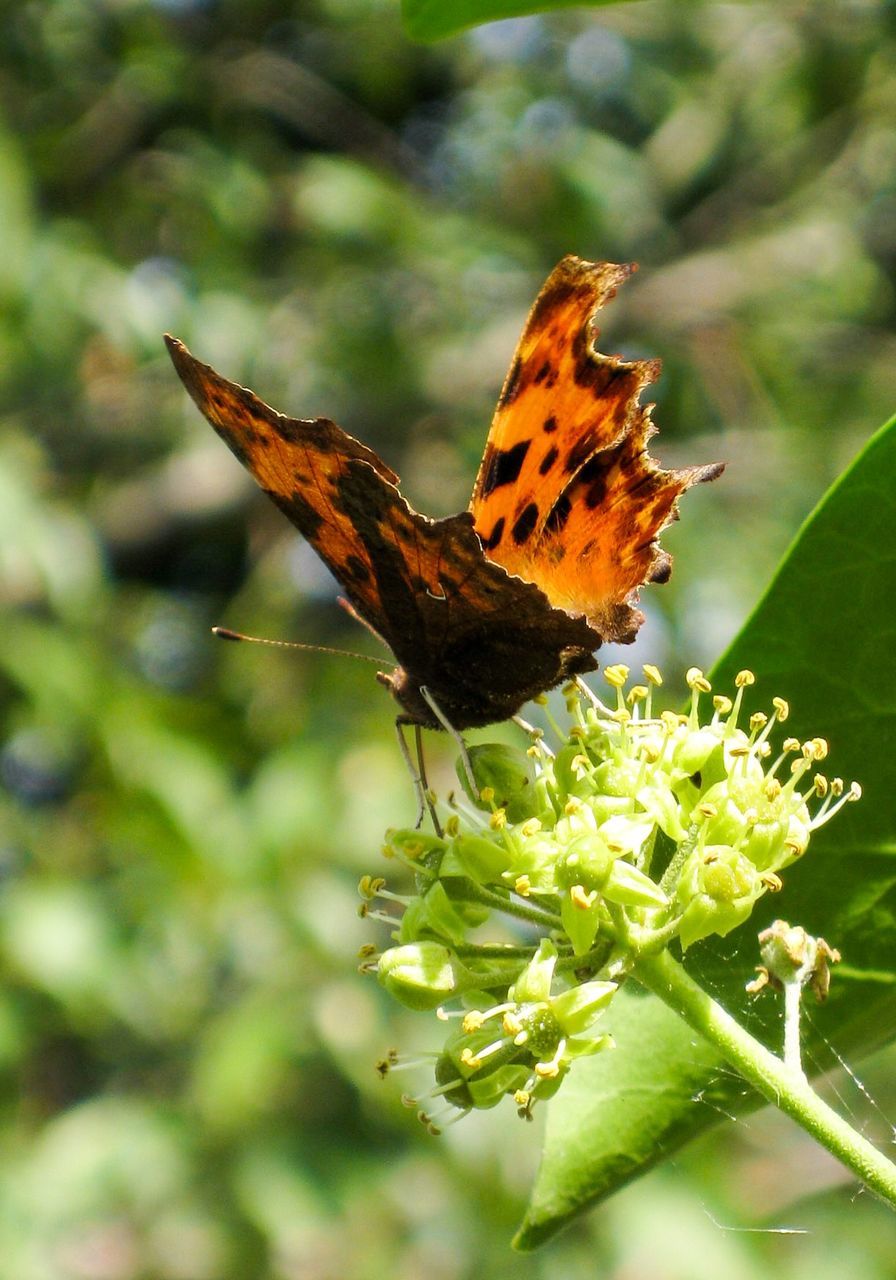 Close-up of butterfly perching on green plant