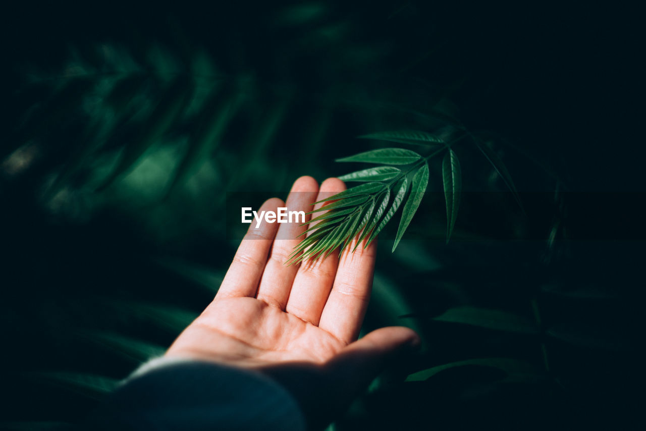 Close-up of hand holding leaves