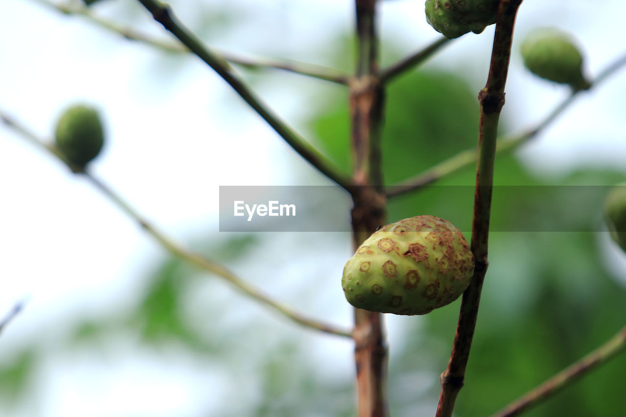 Close-up of fruit on tree