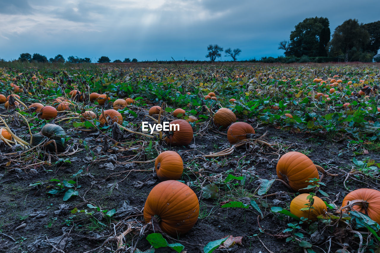 Close-up of pumpkins on field against sky