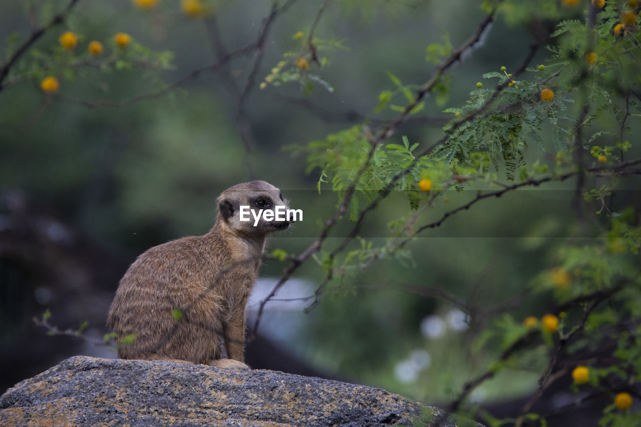 Meerkat on rock