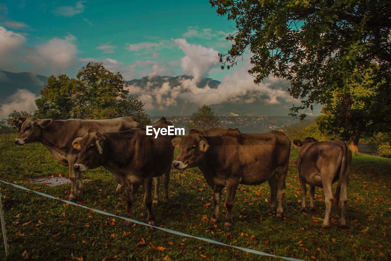 COWS ON FIELD AGAINST SKY