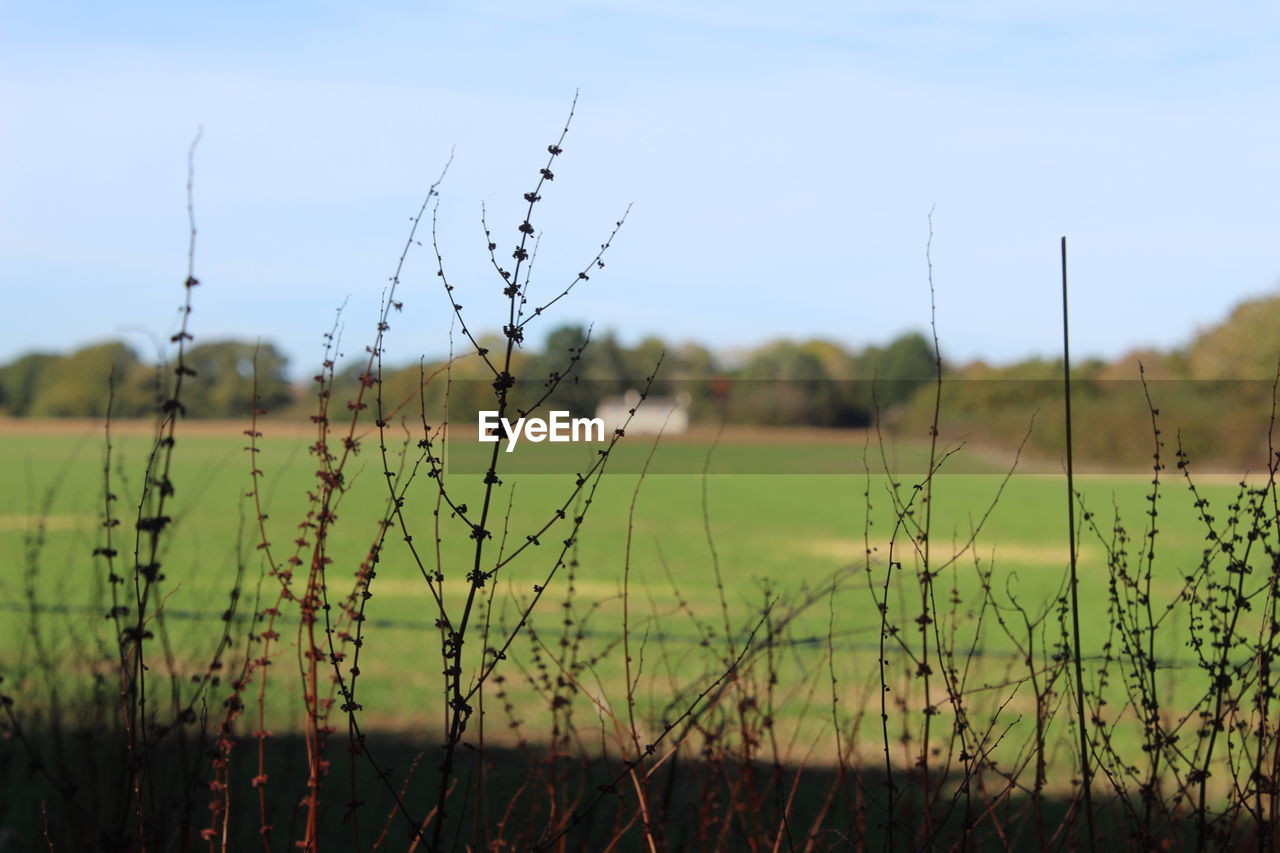 Close-up of grass on field against sky