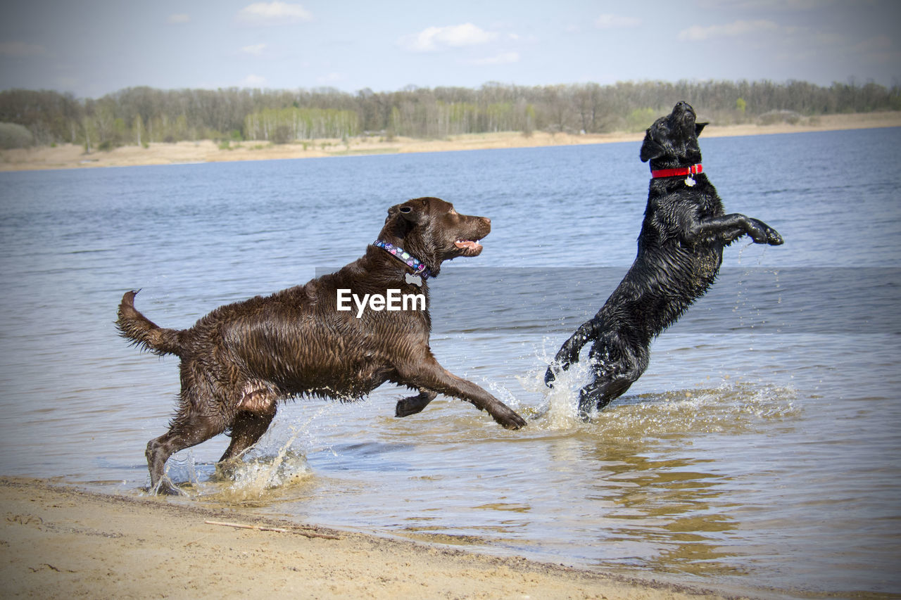 Full length of dog running in lake