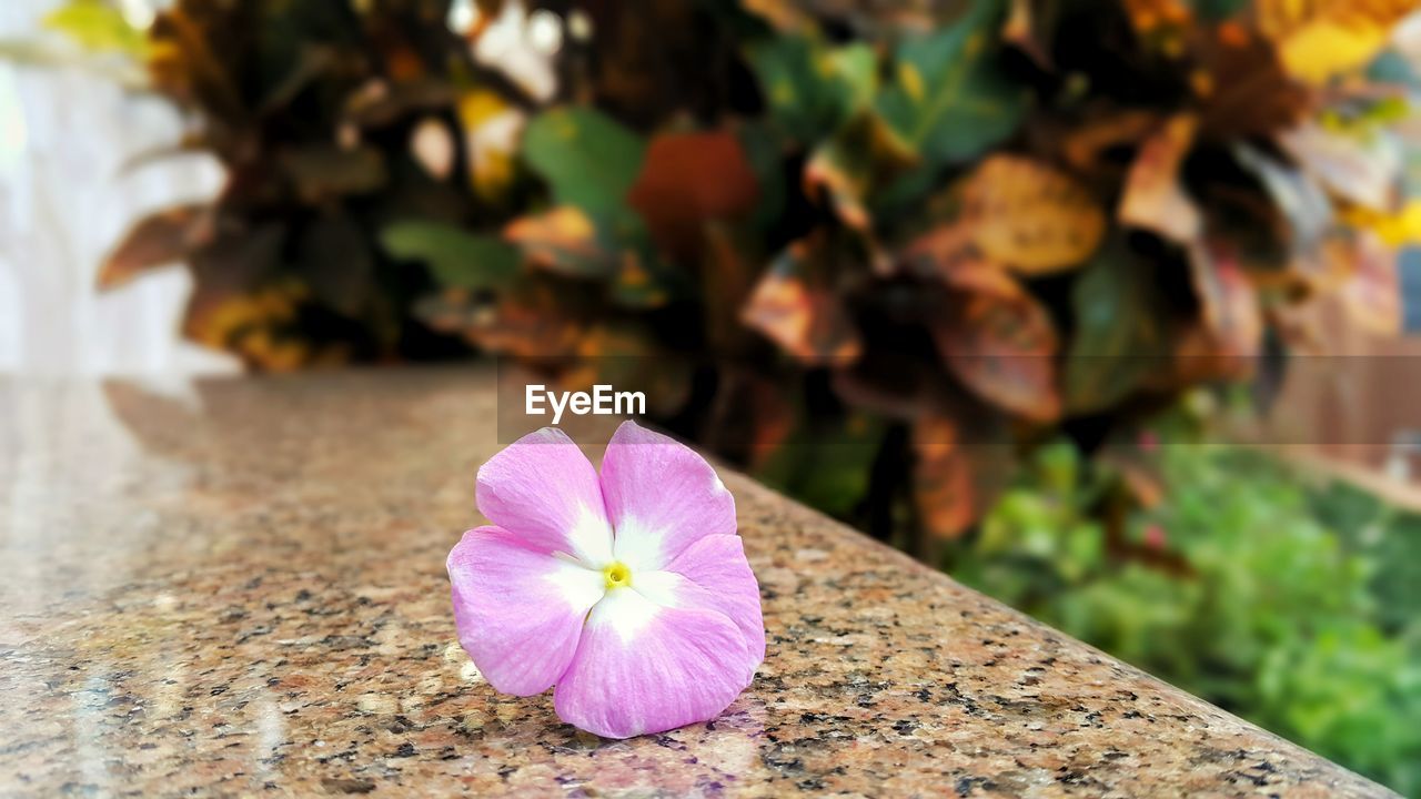 Close-up of pink flower on retaining wall