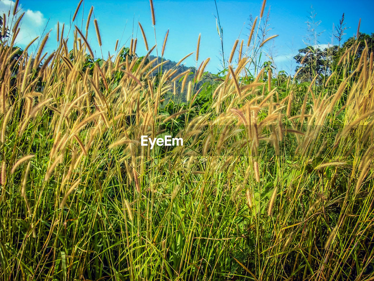 PLANTS GROWING ON FIELD