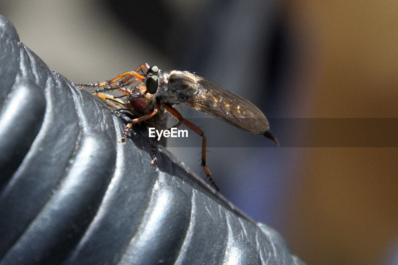 CLOSE-UP OF BLACK AND INSECT ON TABLE