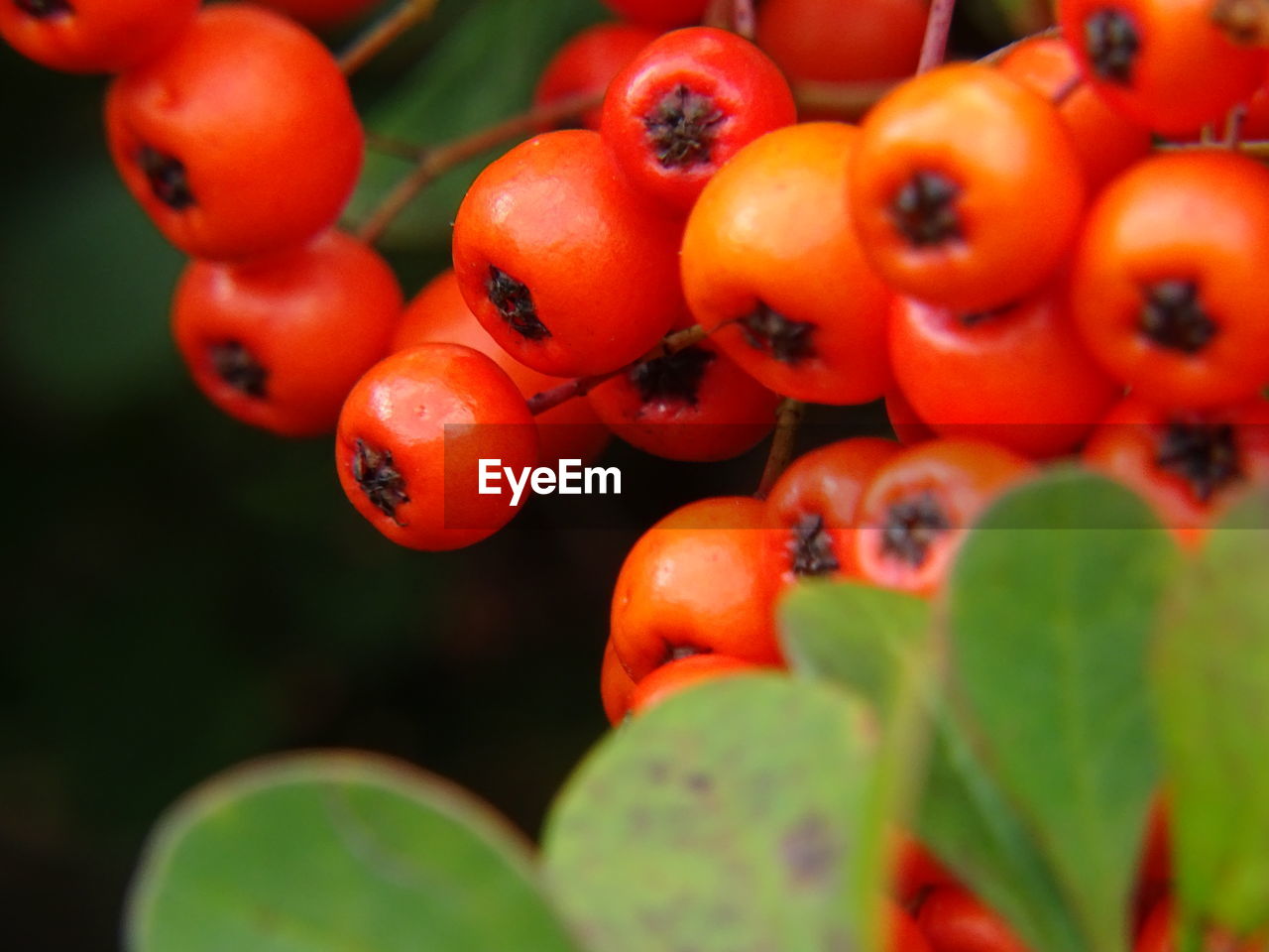 Close-up of fruits on tree