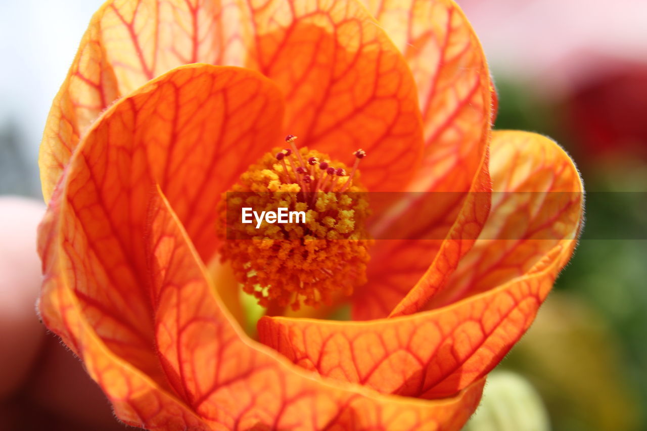 Close-up of orange hibiscus blooming outdoors