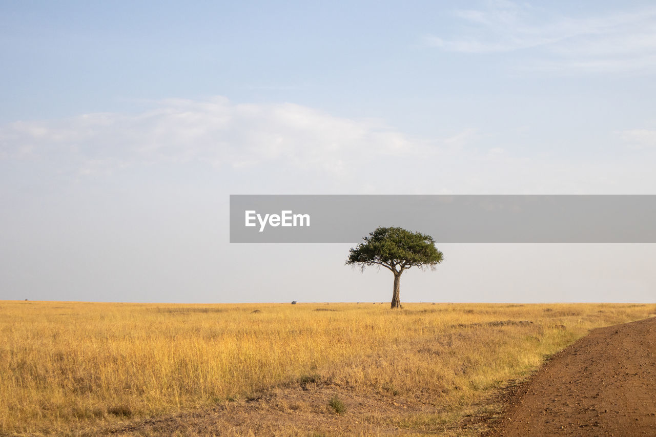 Picturesque african landscape, masai mara reserve kenya