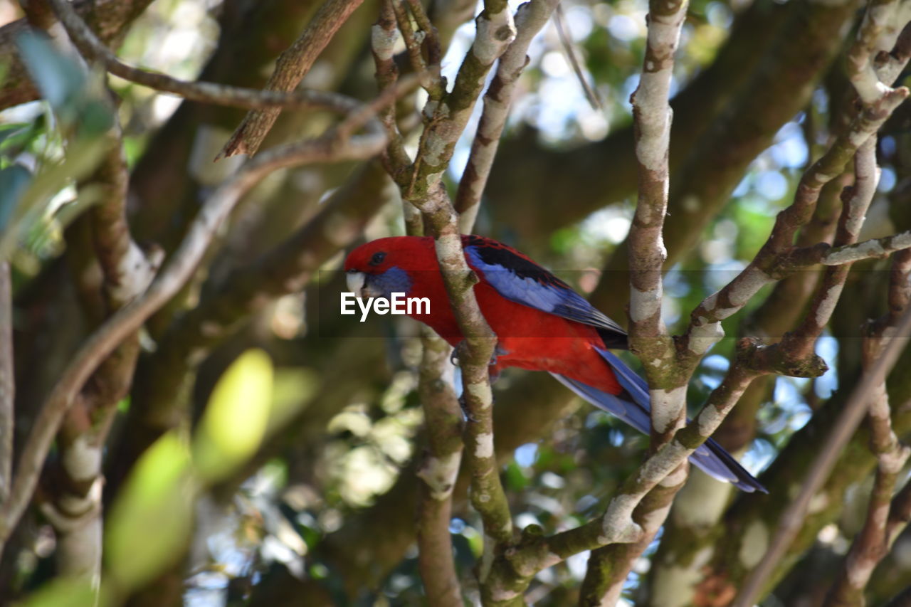 Low angle view of parrot perching on tree