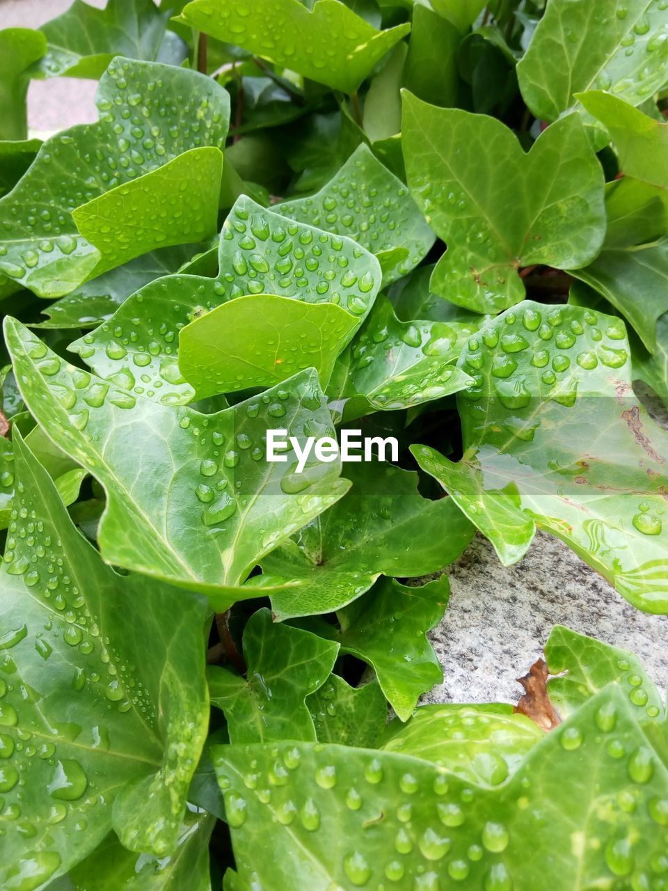 Full frame shot of wet plant