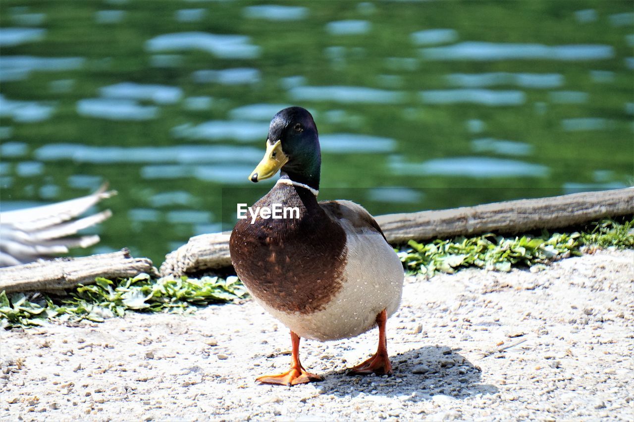 MALLARD DUCK ON LAKE