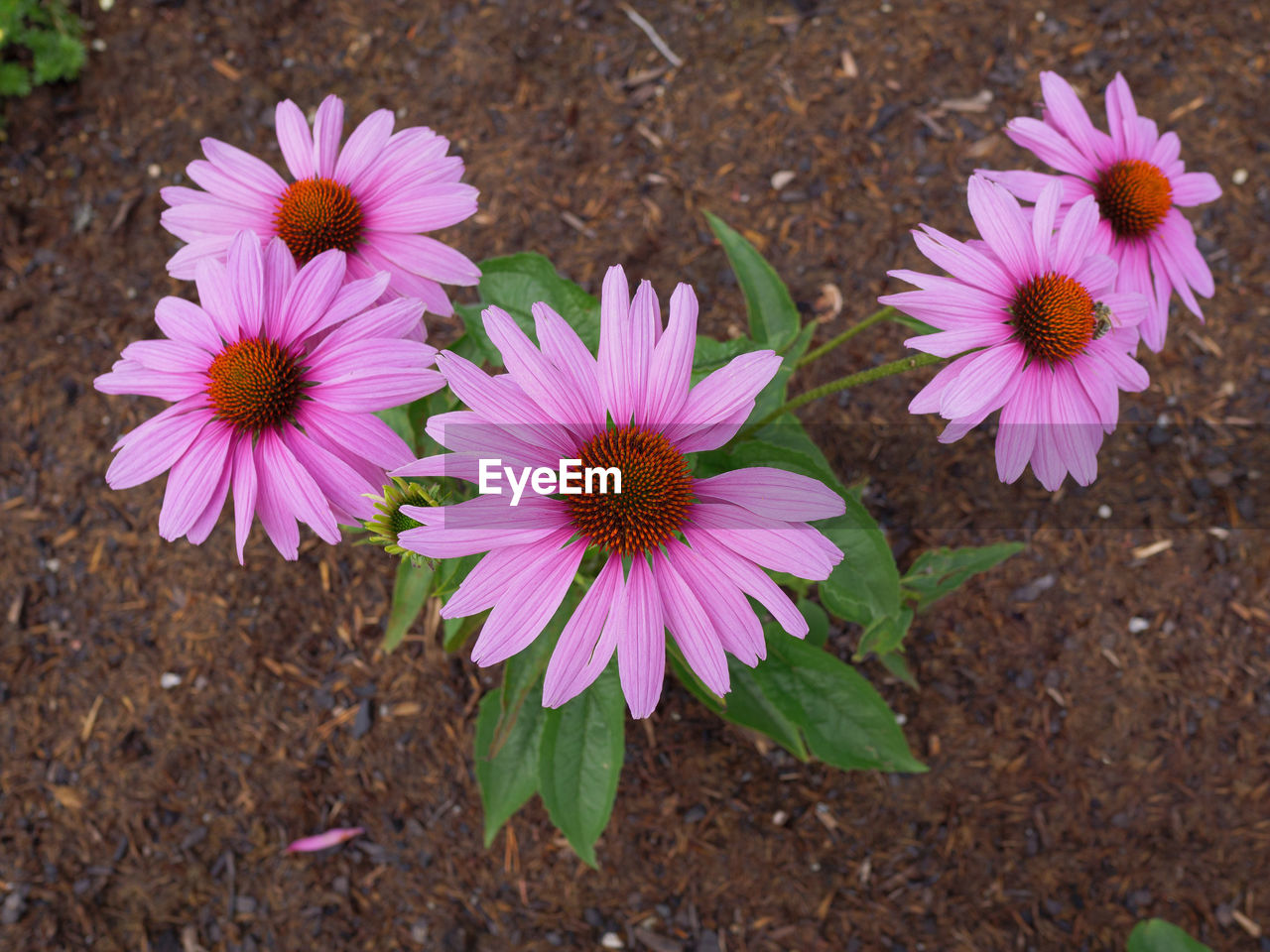flower, flowering plant, plant, freshness, beauty in nature, petal, flower head, pink, inflorescence, fragility, nature, growth, close-up, high angle view, pollen, no people, land, day, field, outdoors, purple, daisy