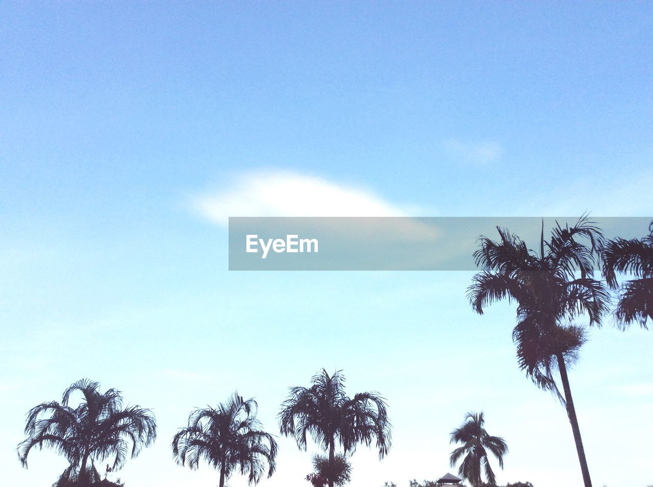 Low angle view of palm trees against sky