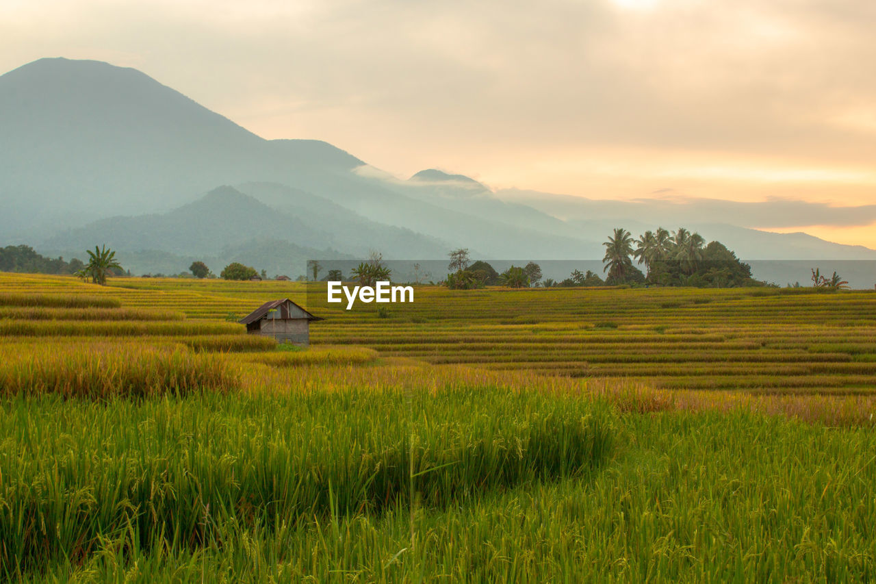 Minimalist photos of rice fields with three different colors and mountains