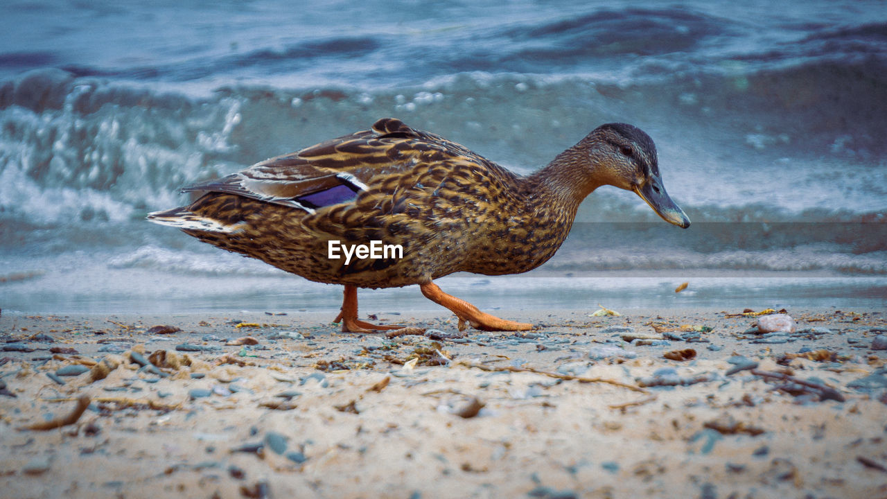 SIDE VIEW OF A BIRD