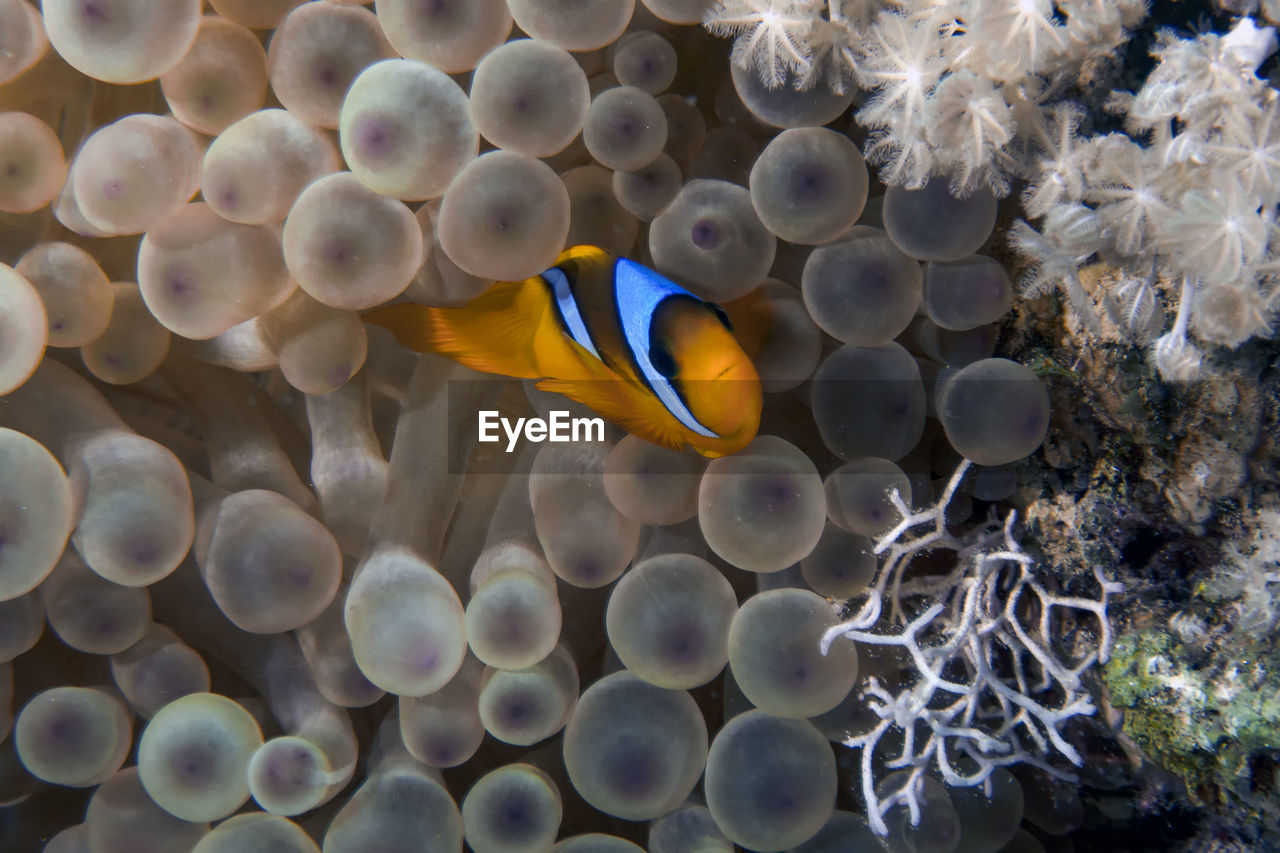 A red sea anemonefish - amphiprion bicinctus - in egypt