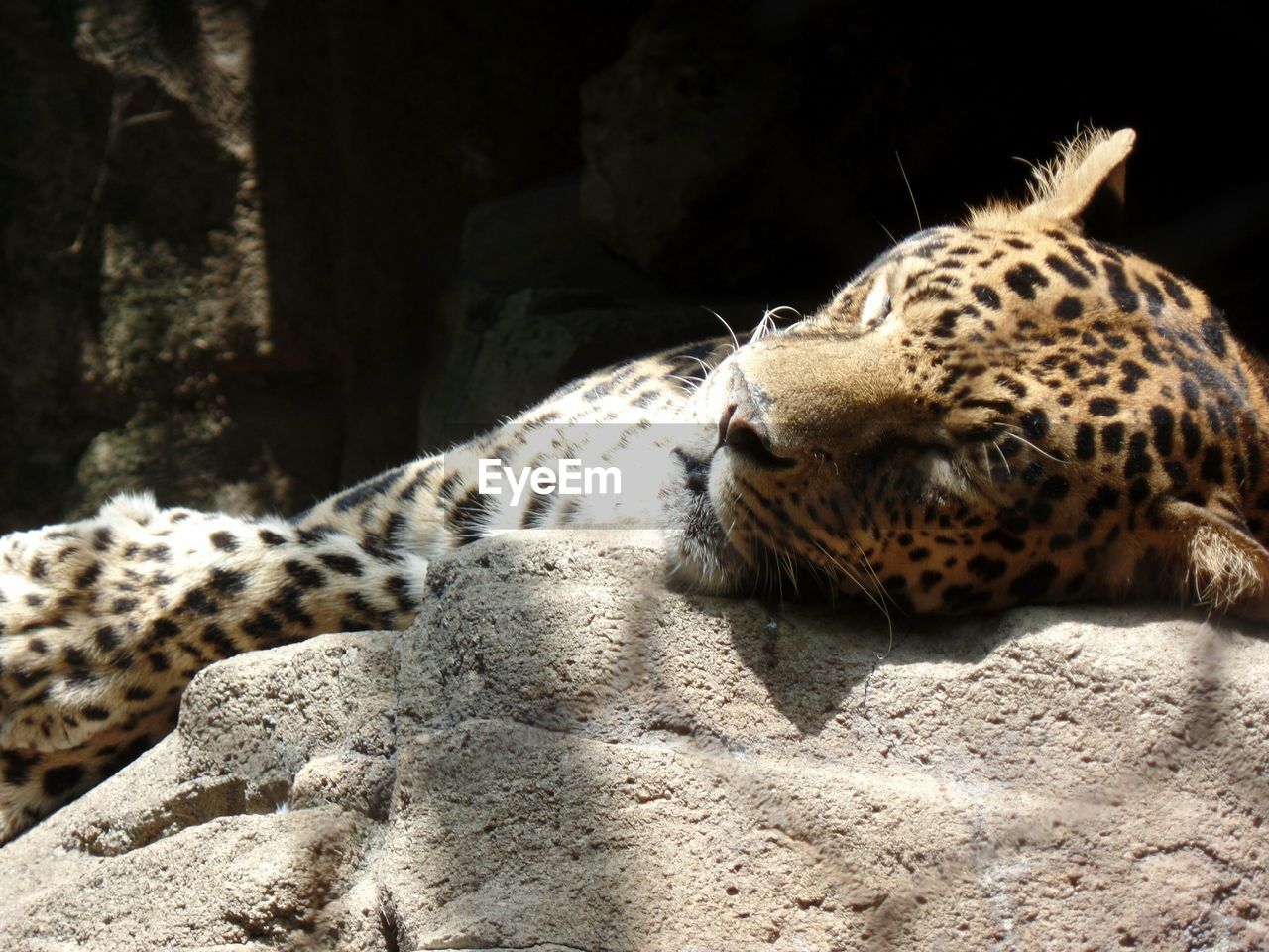 Cheetah sleeping on stone