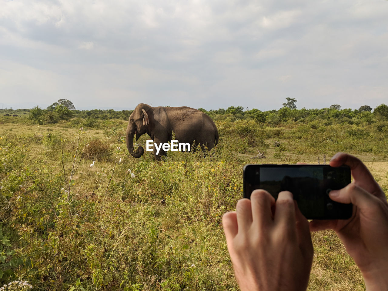Taking a photo of an elephant using a mobile phone