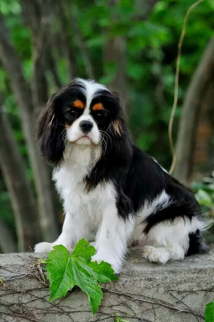 Cavalier king charles spaniel sitting on wall