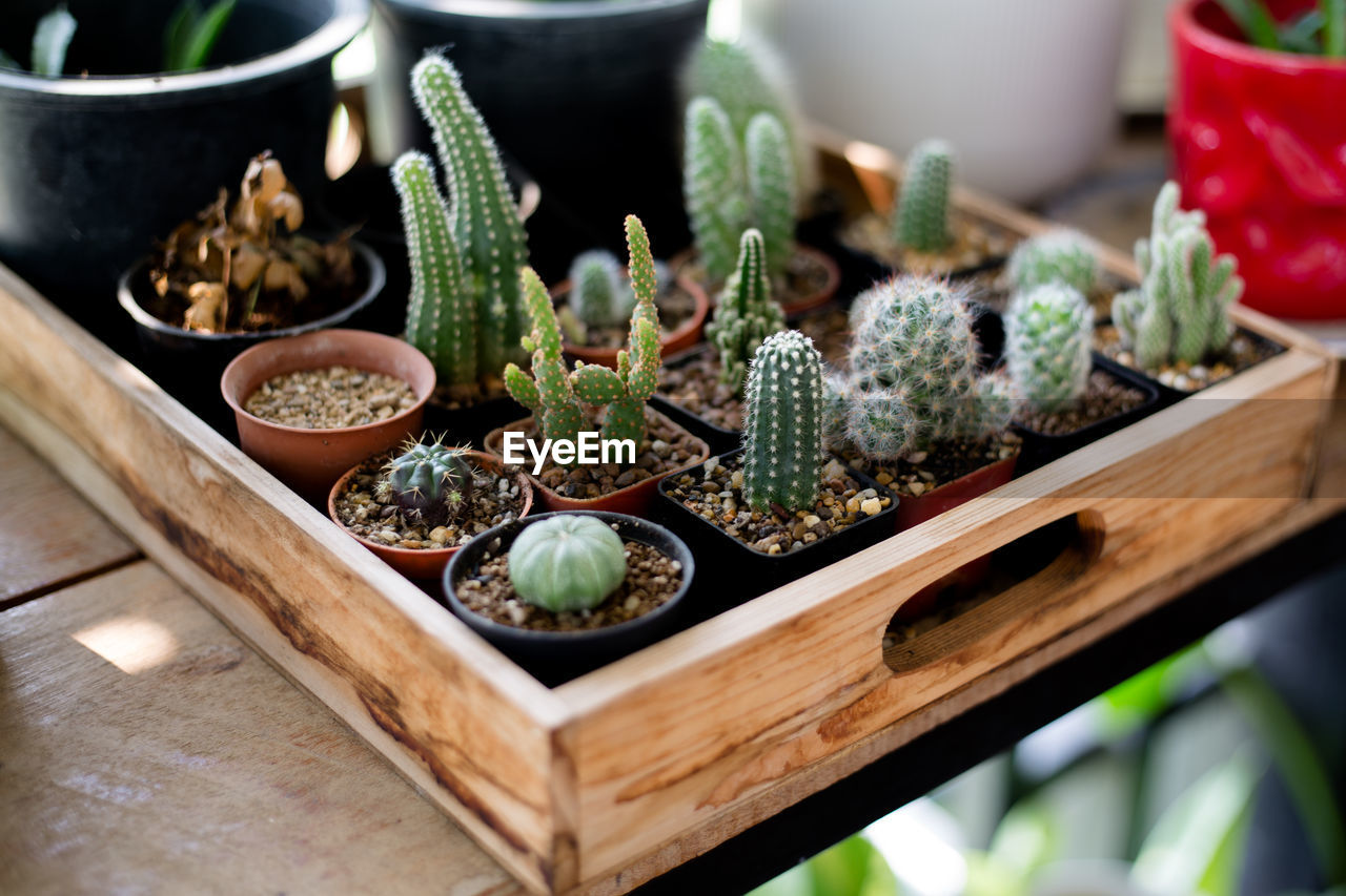 HIGH ANGLE VIEW OF SUCCULENT PLANT ON TABLE