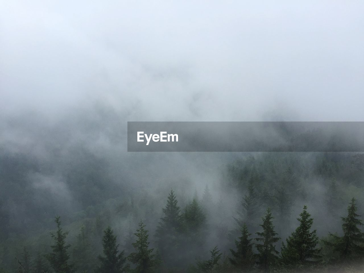 Trees in foggy weather