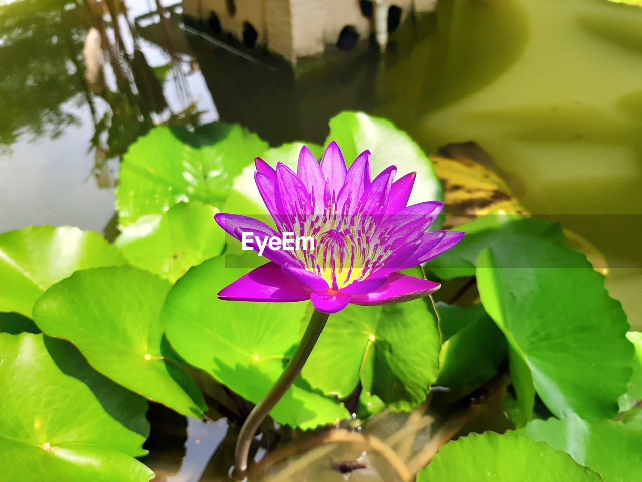 Close-up of lotus water lily in pond